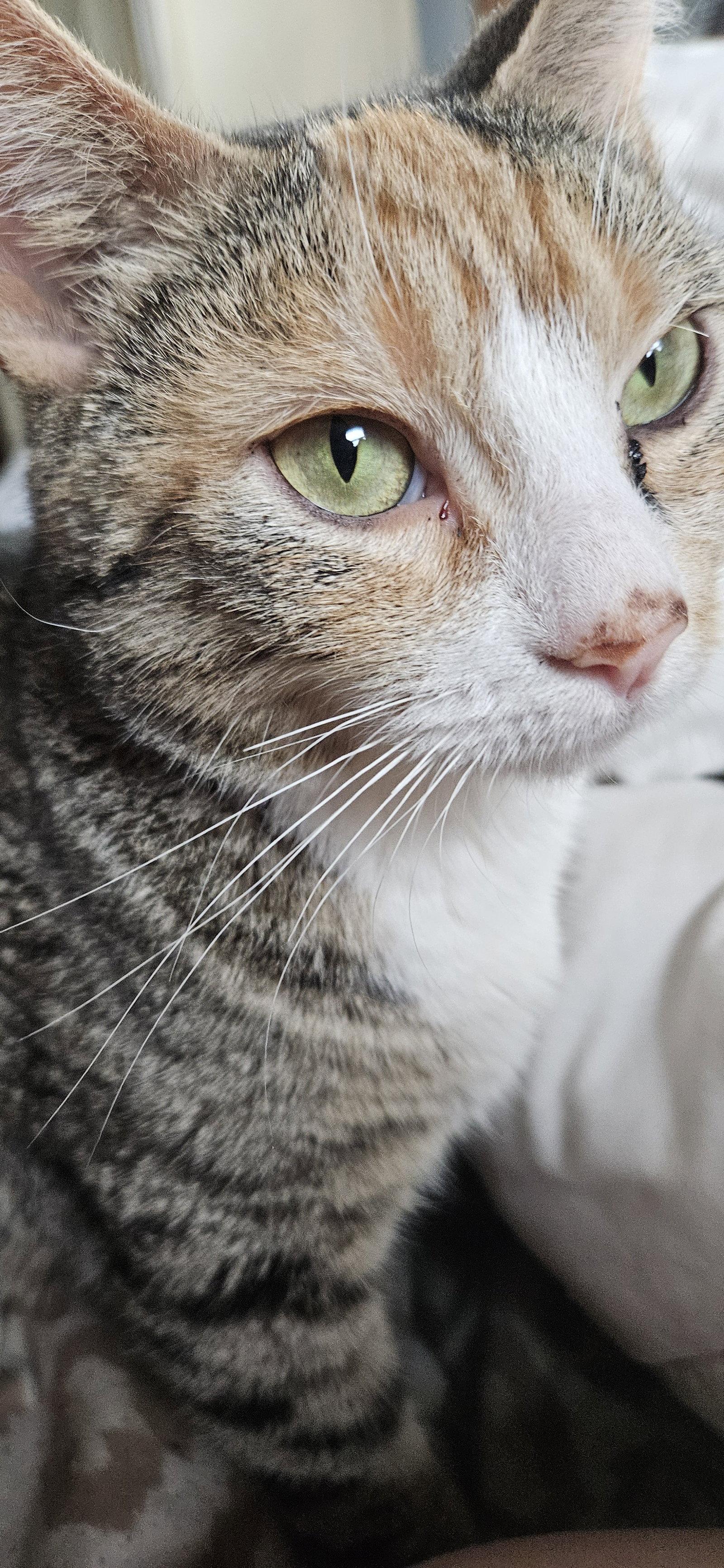 Enlarge Sweetheart, a Adopted Domestic Short Hair in Stewartsville, NJ image 3/3