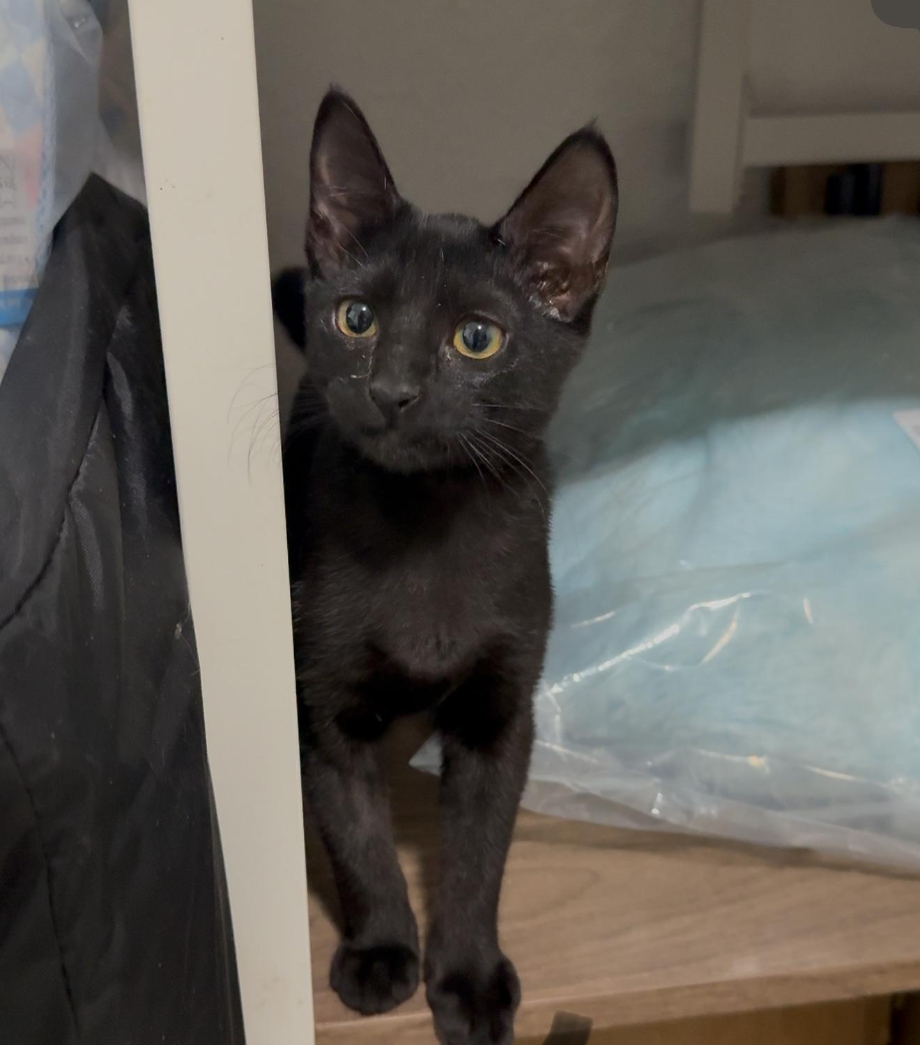 Enlarge Abra, a Adoptable mixed breed in Bangor, ME image 4/4