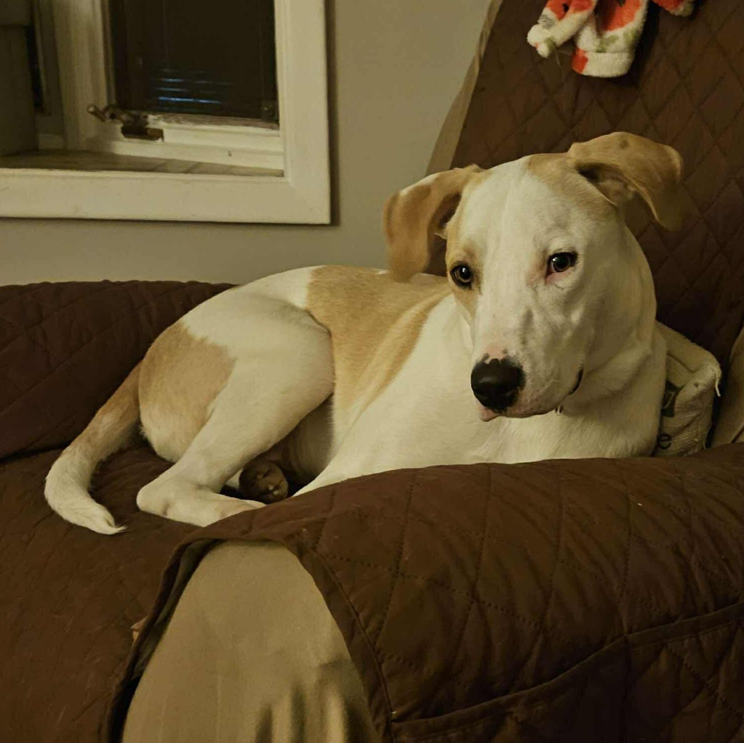 Harvey: Foster-to-adopt available