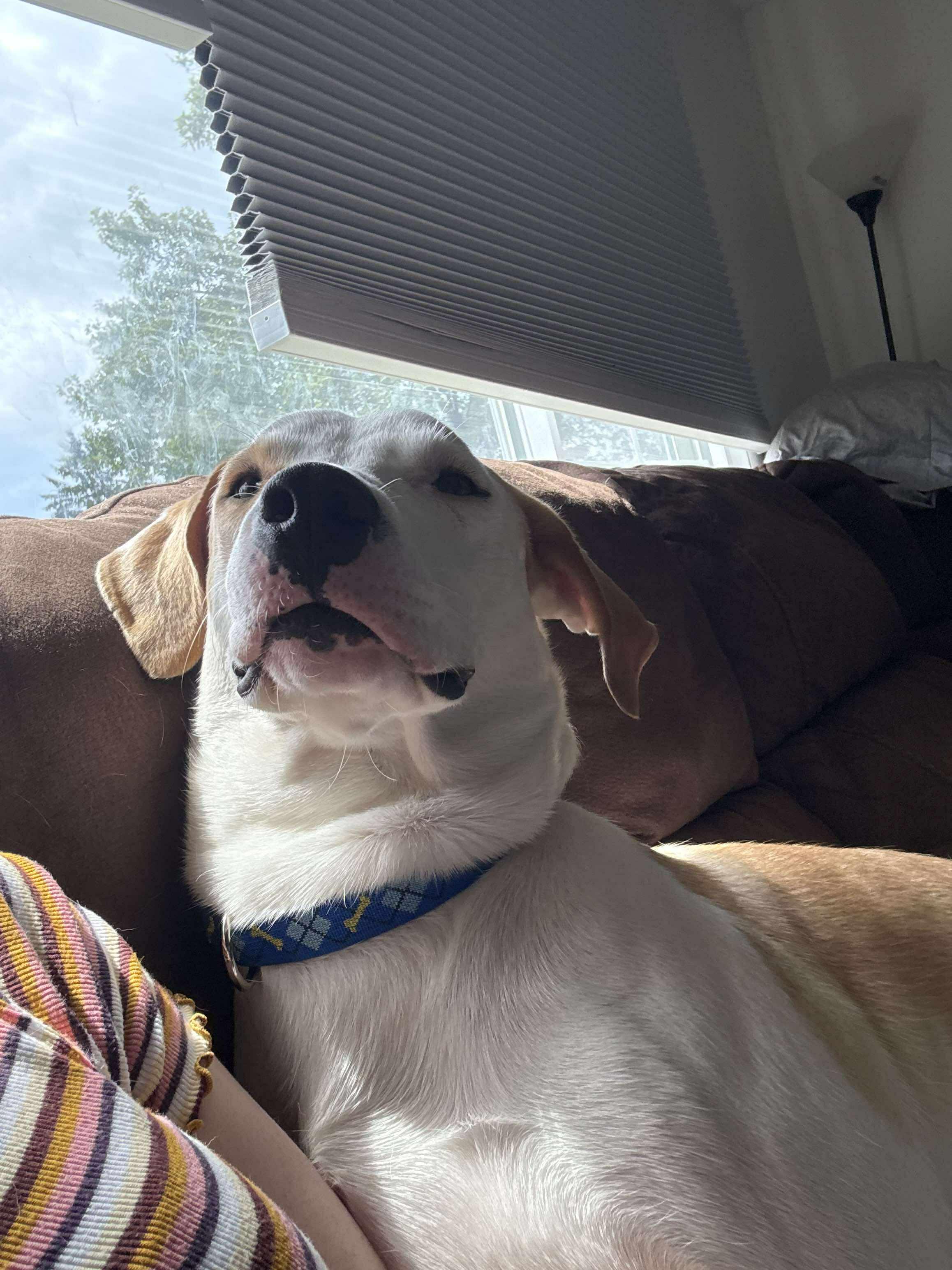 Harvey: Foster-to-adopt available
