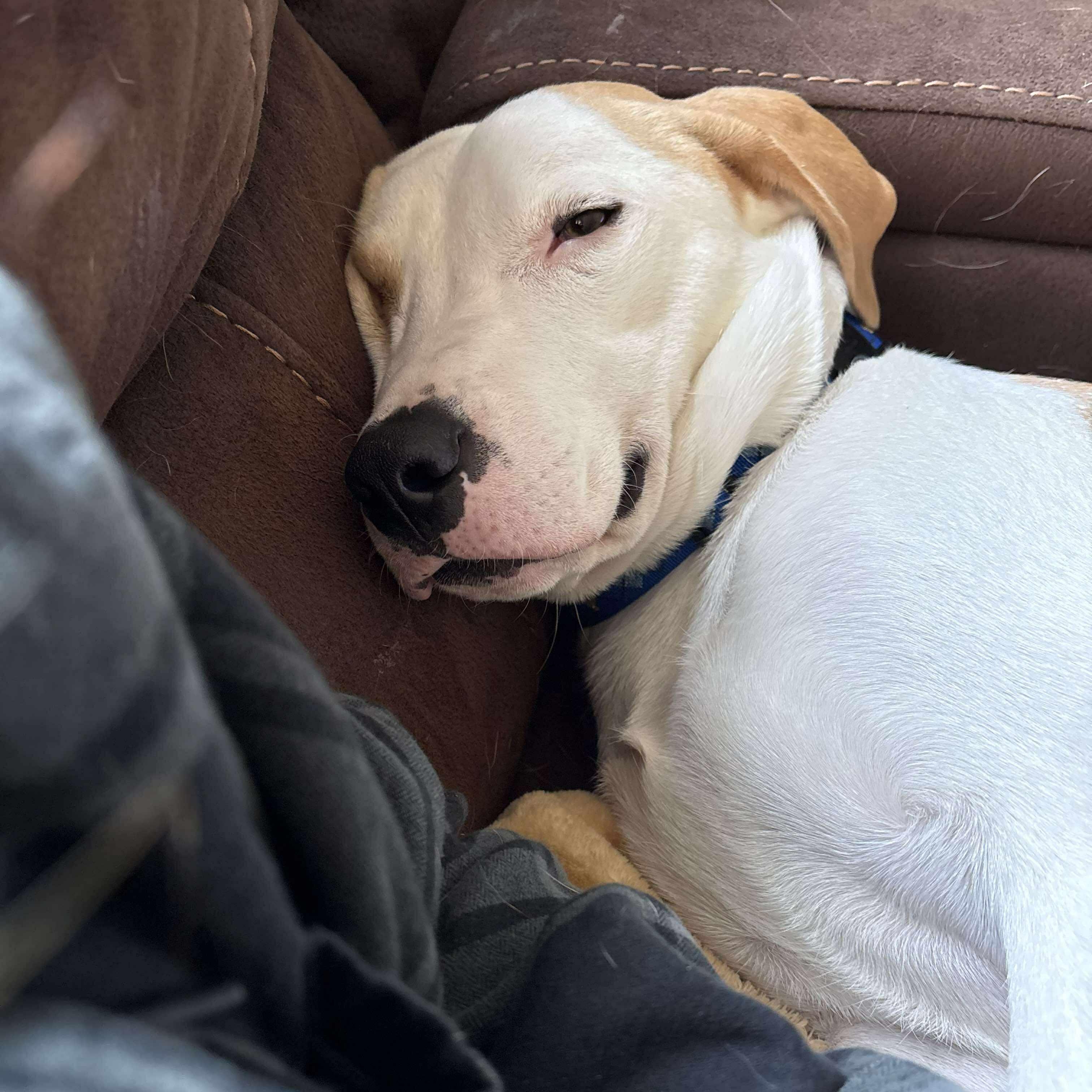 Harvey: Foster-to-adopt available