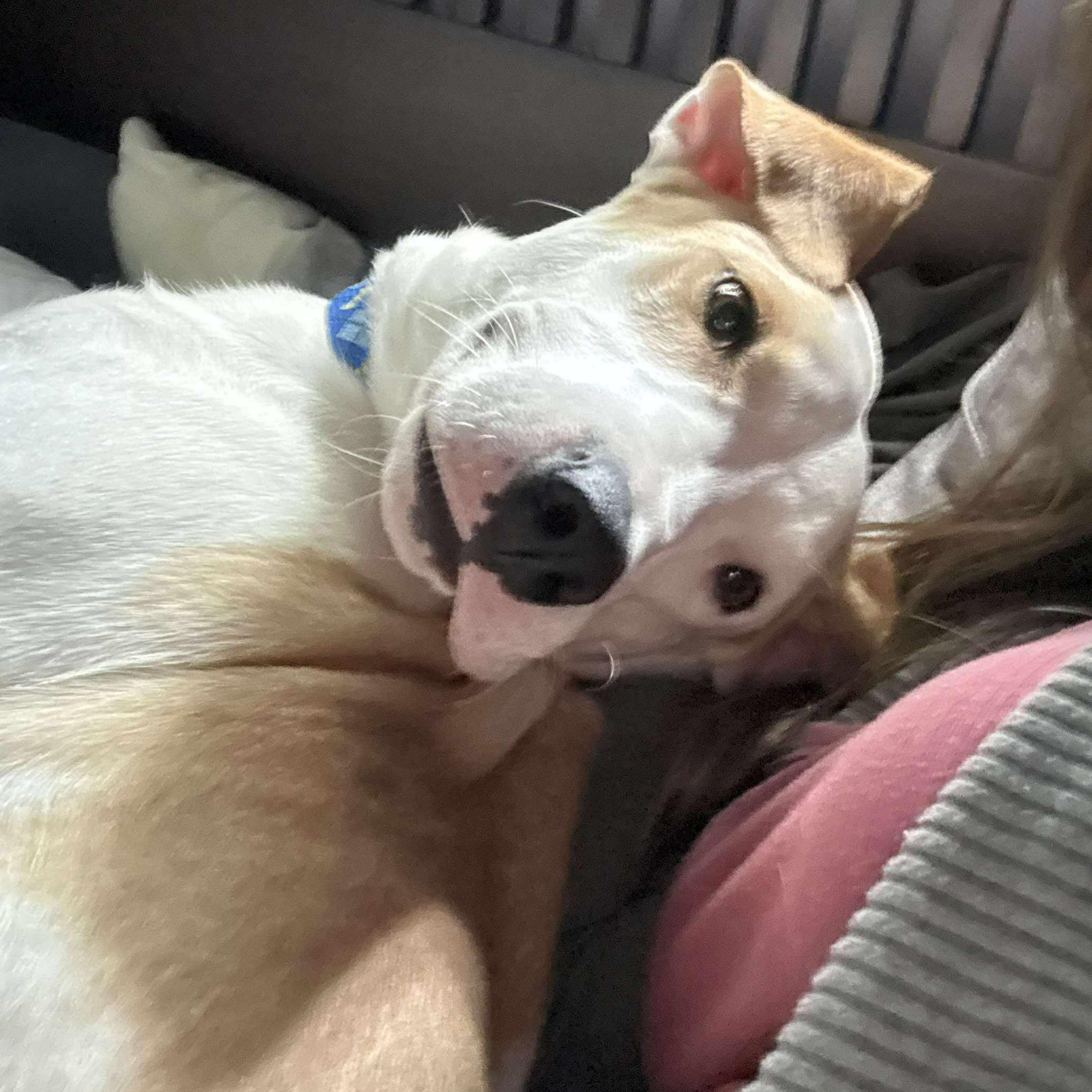 Harvey: Foster-to-adopt available