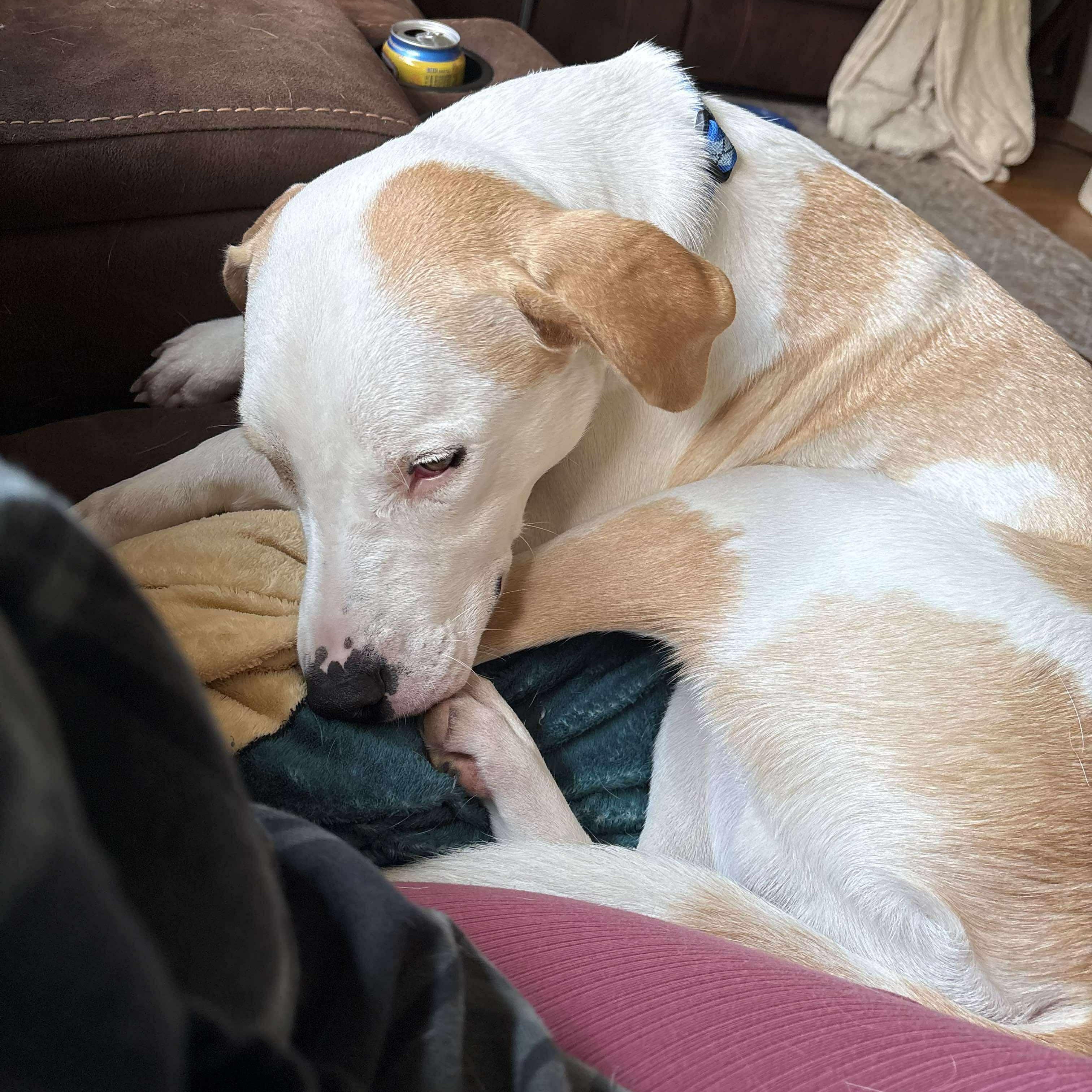 Harvey: Foster-to-adopt available