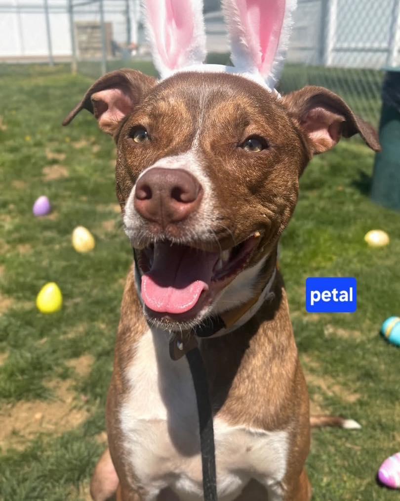 Enlarge Petal, a Adoptable mixed breed in Olympia, WA image 1/3