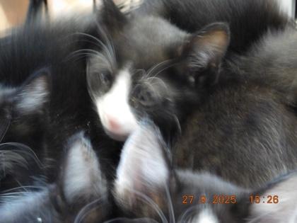 Enlarge Quantum, a Adoptable mixed breed in North Richland Hills, TX image 1/1