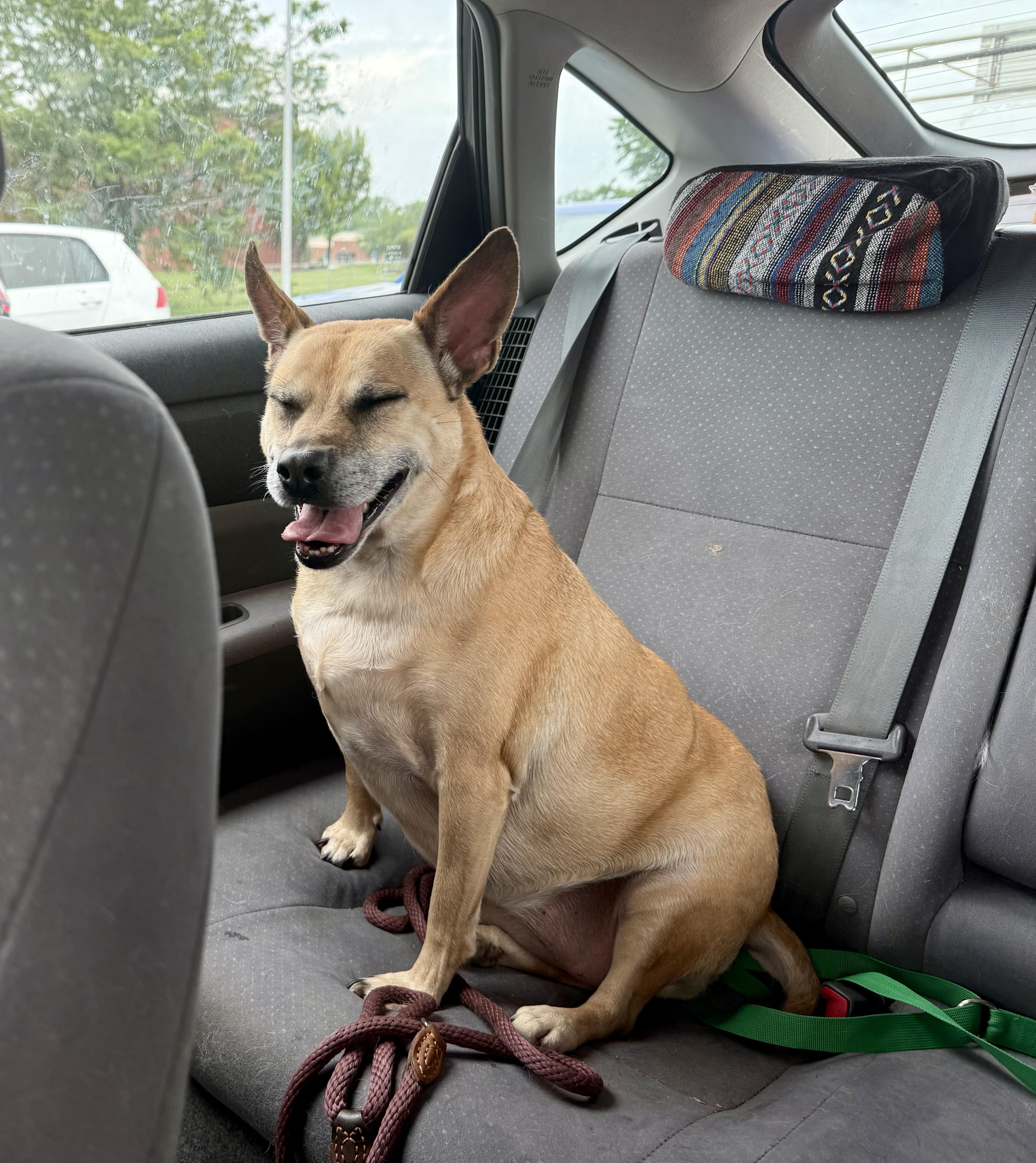 Enlarge Willow, a Adoptable mixed breed in Xenia, OH image 1/3