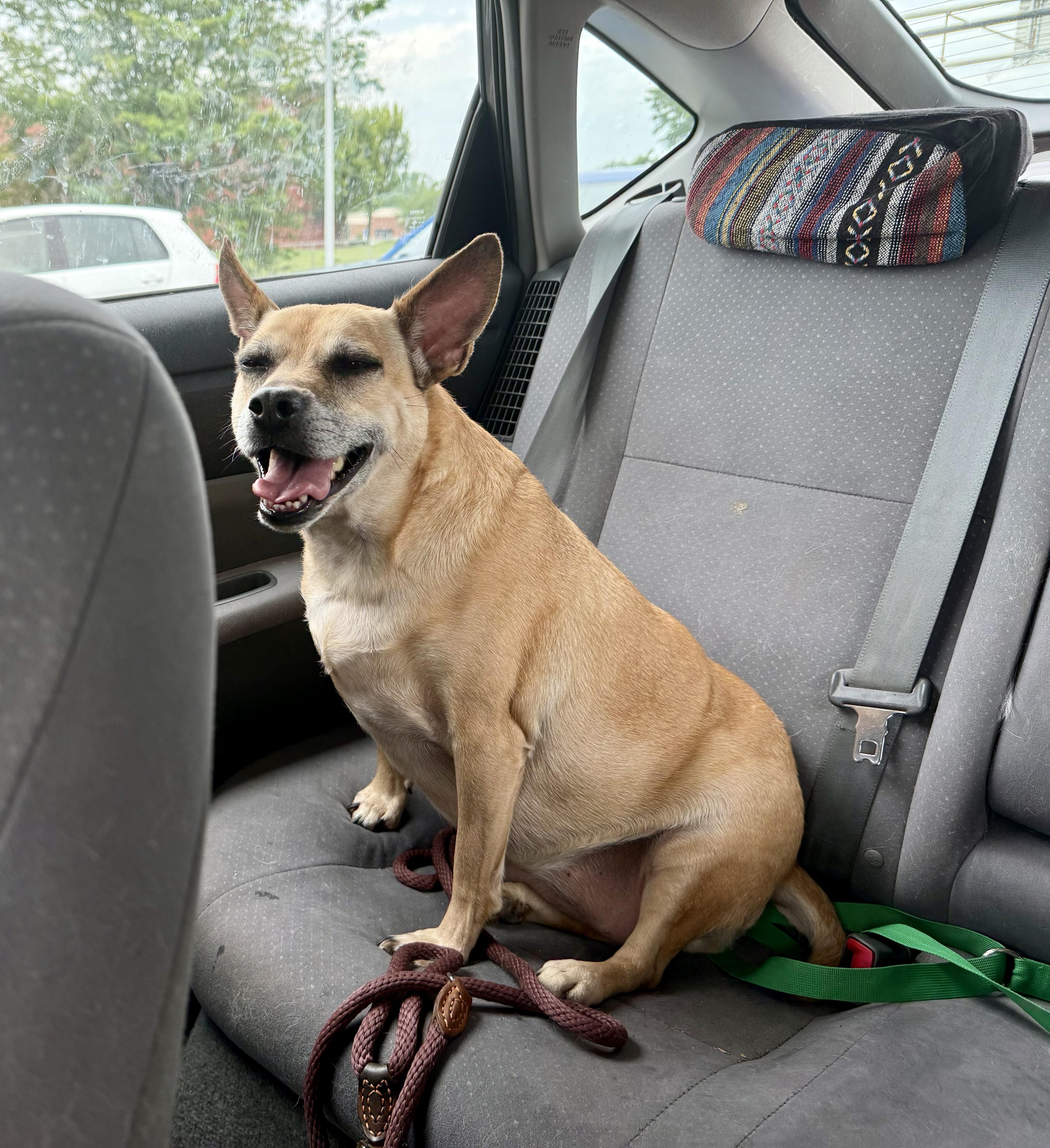 Enlarge Willow, a Adoptable mixed breed in Xenia, OH image 3/3