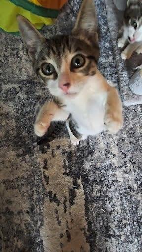 Glitch, Adoptable, Kitten Male Domestic Short Hair.