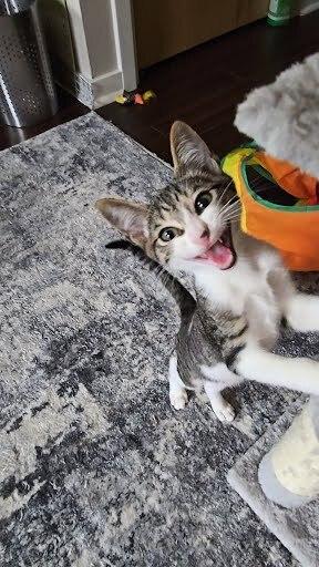 Enlarge Glitch, a Adoptable Domestic Short Hair in Ruskin, FL image 2/4