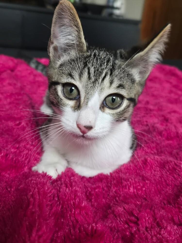 Enlarge Glitch, a Adoptable Domestic Short Hair in Ruskin, FL image 3/4