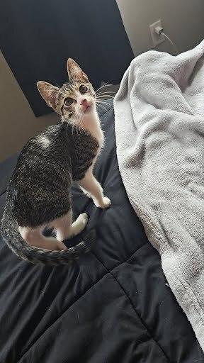 Enlarge Glitch, a Adoptable Domestic Short Hair in Ruskin, FL image 4/4