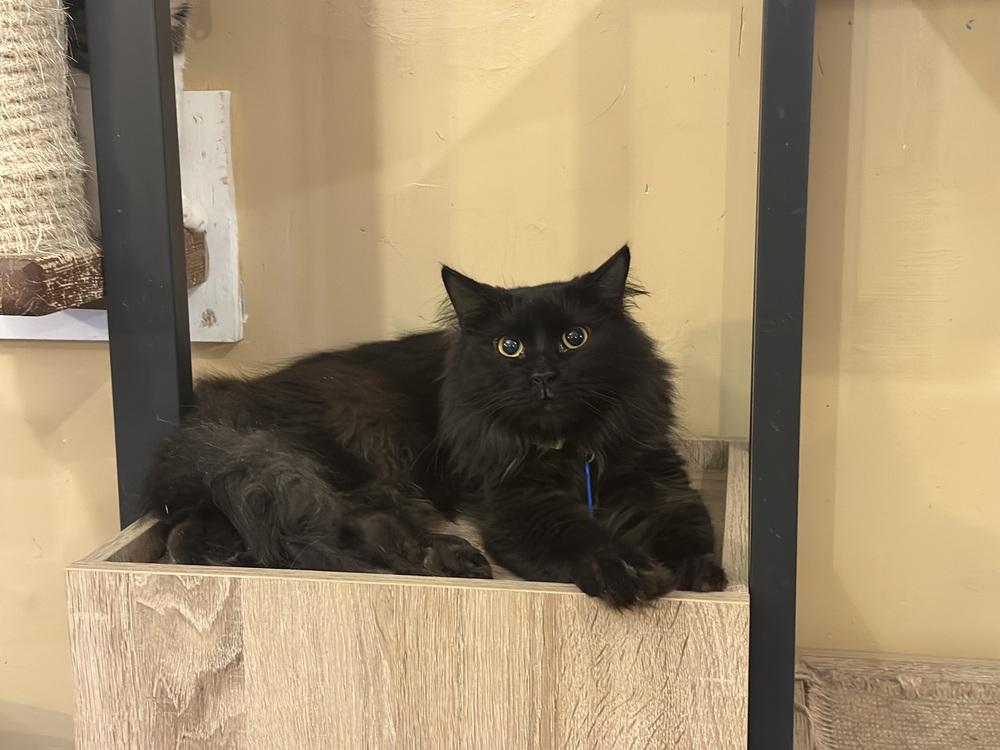 Odie, Adopted, Kitten Male Domestic Long Hair.