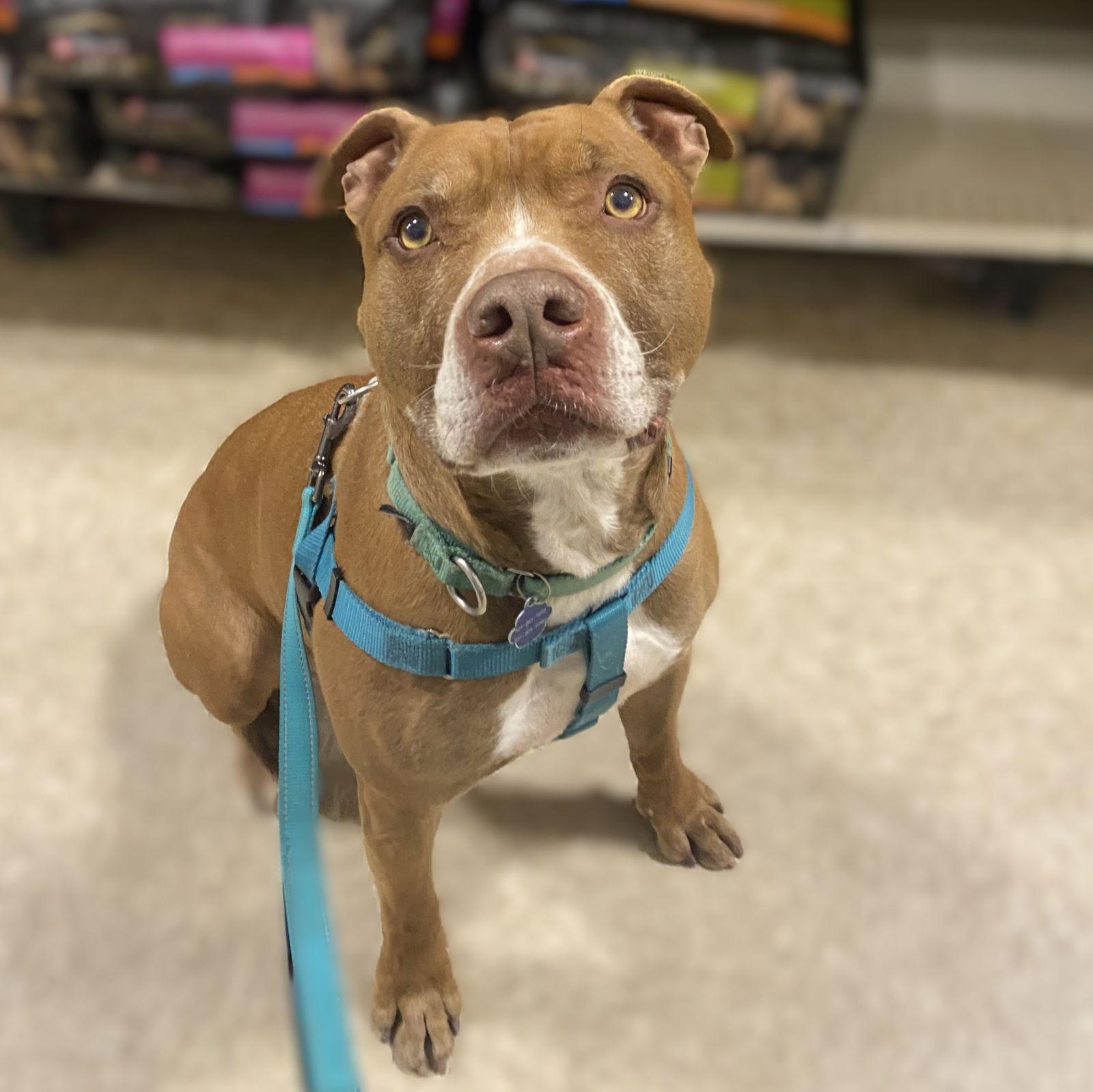 Riggs, Adoptable, Senior Male Pit Bull Terrier.