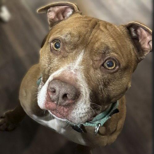 Enlarge Riggs, a Adoptable Pit Bull Terrier in Fargo, ND image 2/3