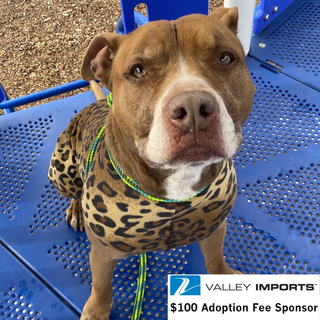 Enlarge Riggs, a Adoptable Pit Bull Terrier in Fargo, ND image 3/3