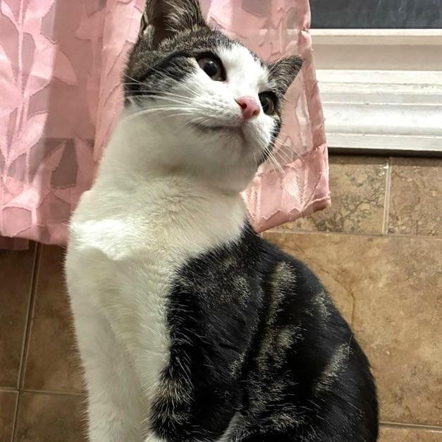 Darcy, a Adoptable Domestic Short Hair in West Orange, NJ image 1/3