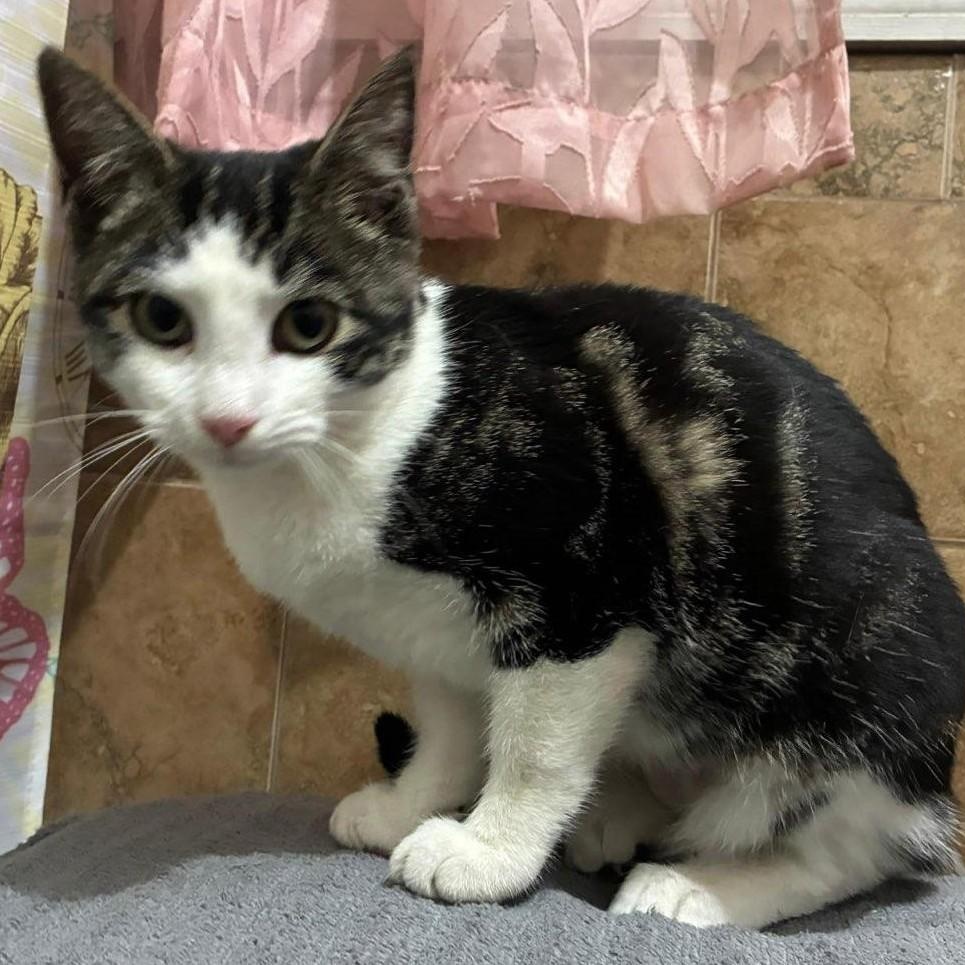 Darcy, a Adoptable Domestic Short Hair in West Orange, NJ image 2/3