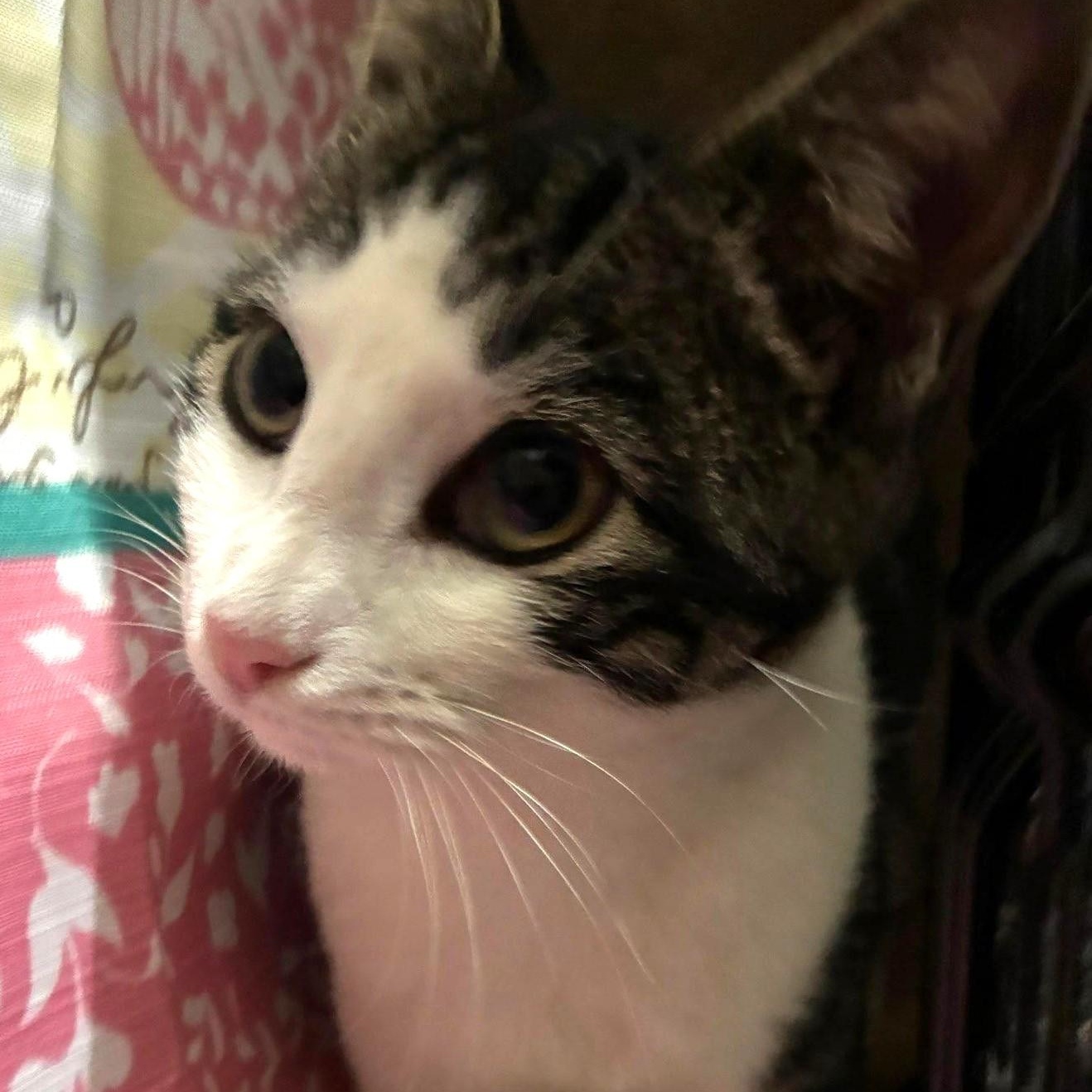 Darcy, a Adoptable Domestic Short Hair in West Orange, NJ image 3/3