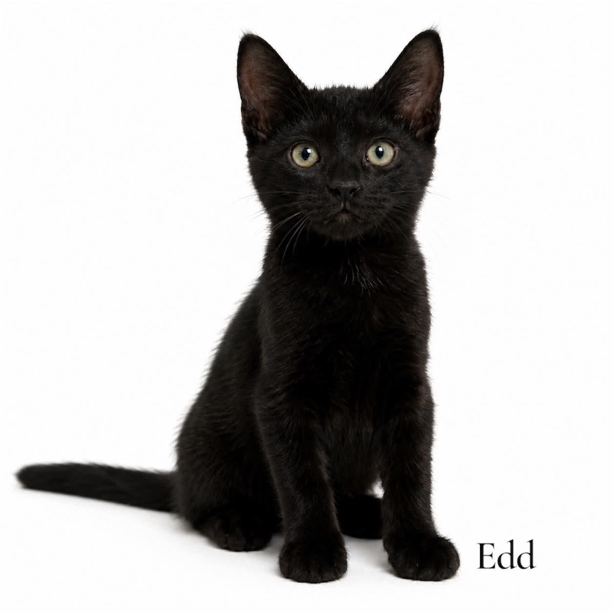 Enlarge Edd, a Adoptable Domestic Short Hair in Stevensville, MI image 1/1