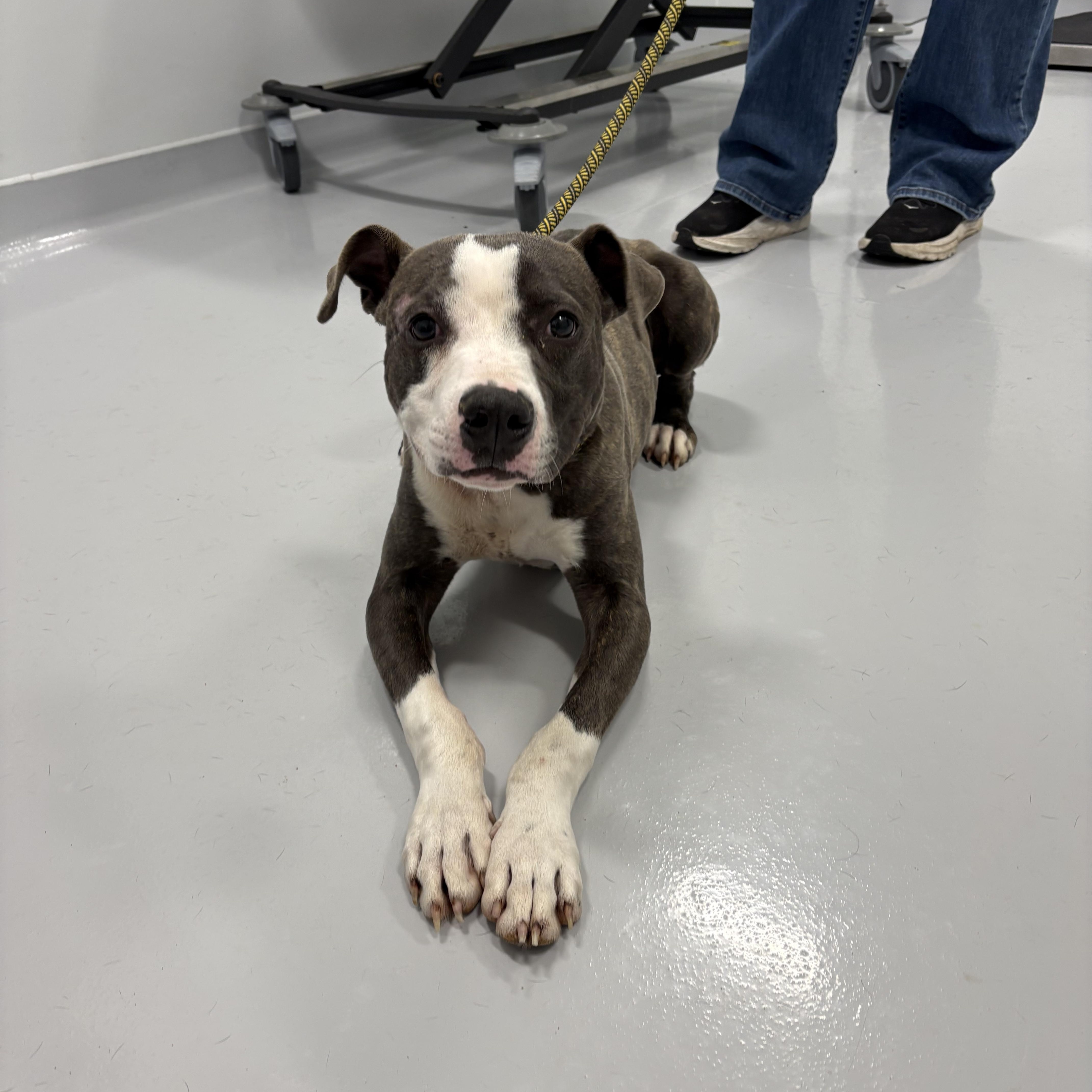 Enlarge Manny, a ADOPTABLE mixed breed in Kankakee, IL image 1/1