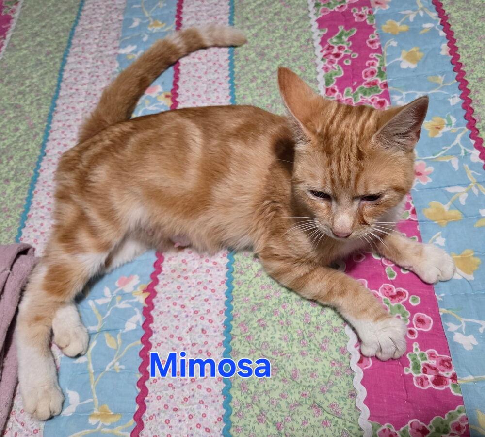 Mimosa, Adoptable, Young Female Domestic Short Hair.