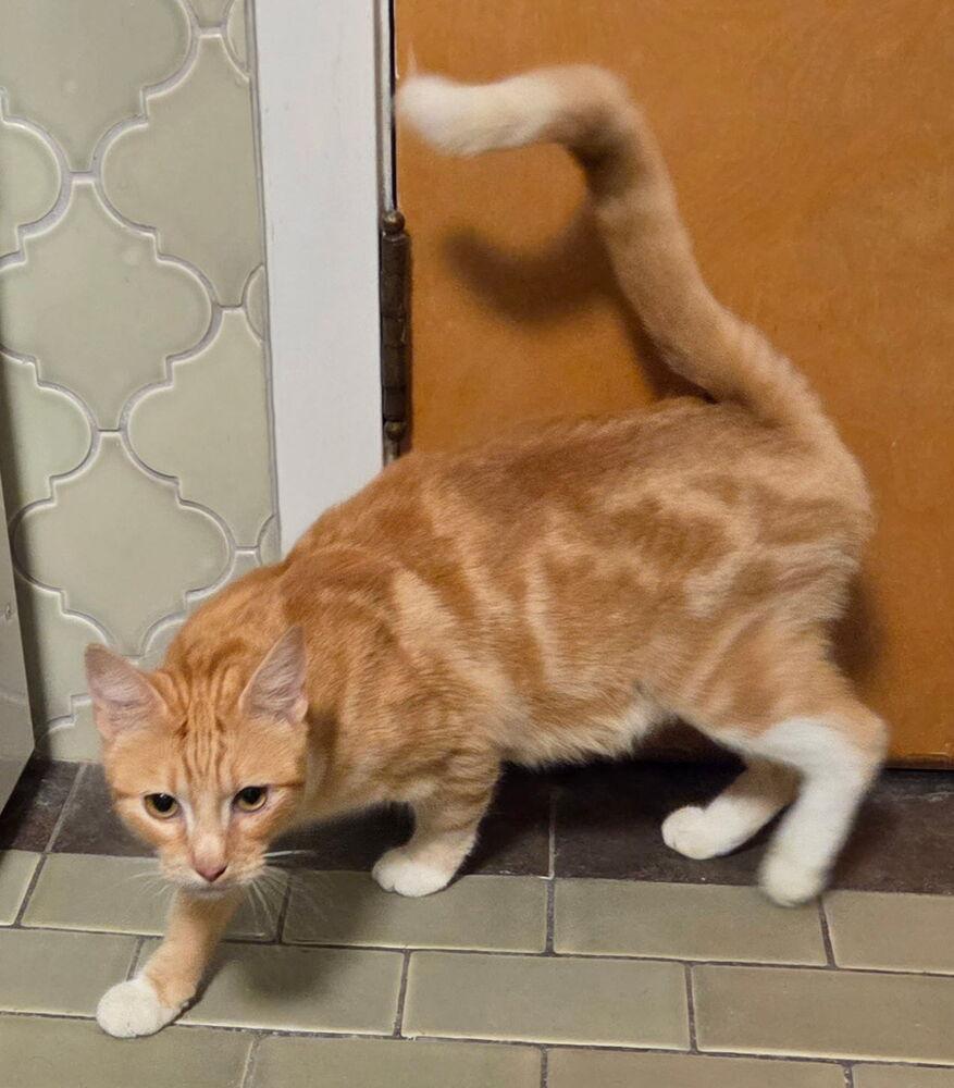 Enlarge Mimosa, a Adoptable Domestic Short Hair in Portland, OR image 2/4