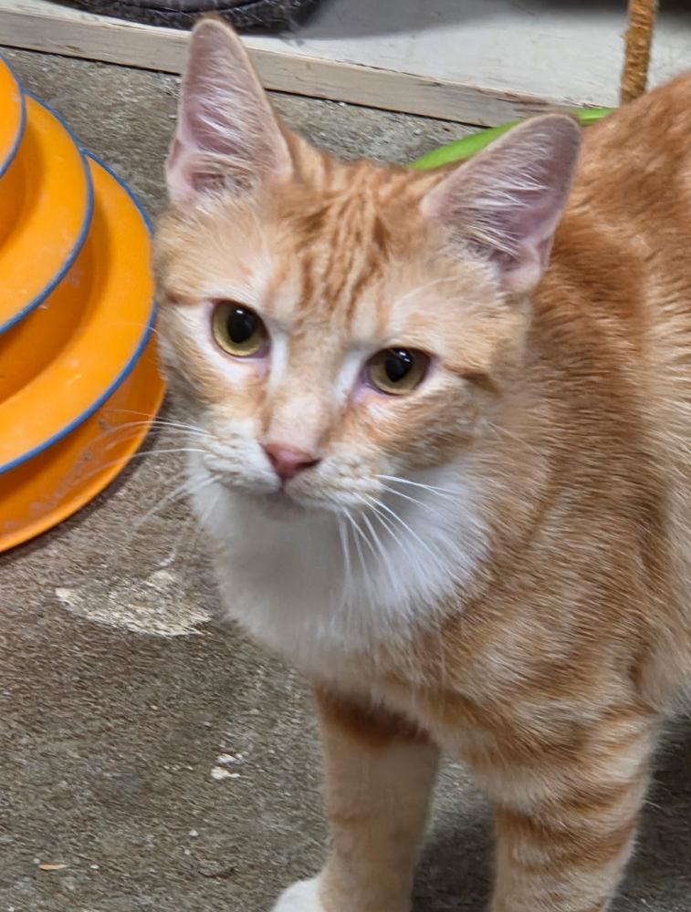 Mimosa, a Adoptable Domestic Short Hair in Portland, OR image 3/5