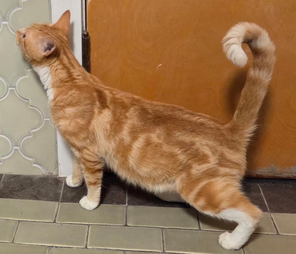 Enlarge Mimosa, a Adoptable Domestic Short Hair in Portland, OR image 3/4