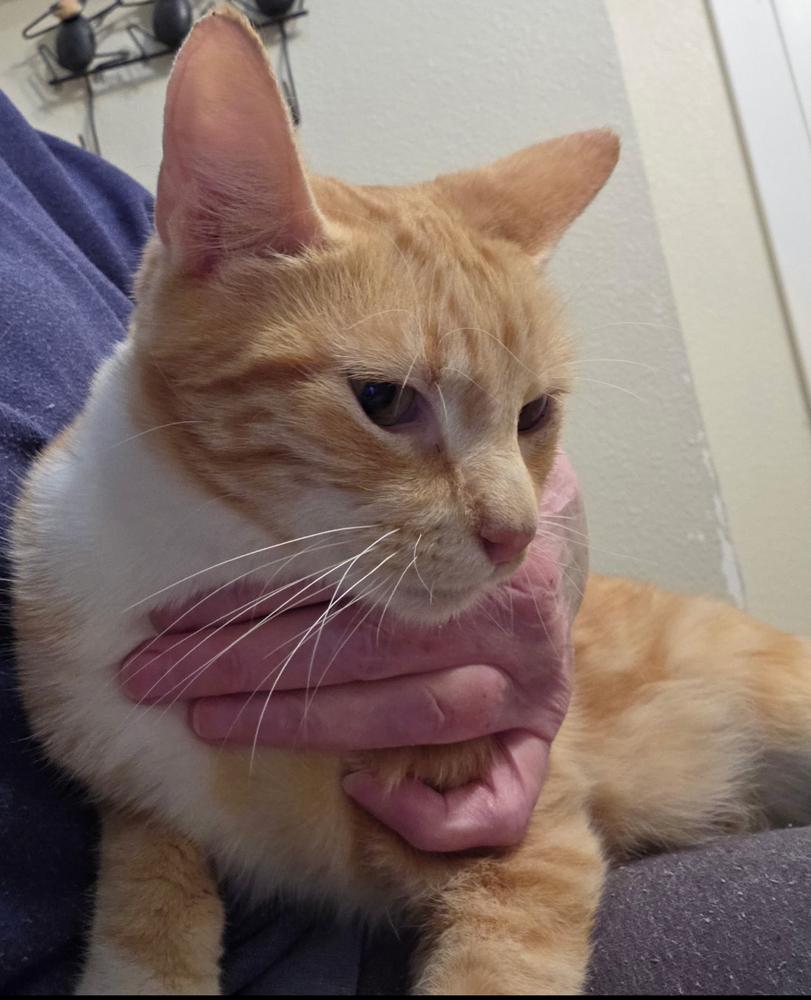 Enlarge Mimosa, a Adoptable Domestic Short Hair in Portland, OR image 4/4