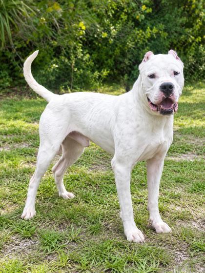 Ghost, Adoptable, Adult Male Dogo Argentino & Mixed Breed.