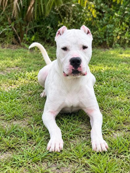 Enlarge Ghost, a Adoptable mixed breed in Palm Coast, FL image 2/3