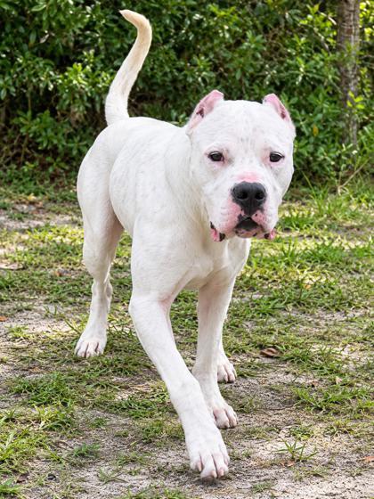 Enlarge Ghost, a Adoptable mixed breed in Palm Coast, FL image 3/3