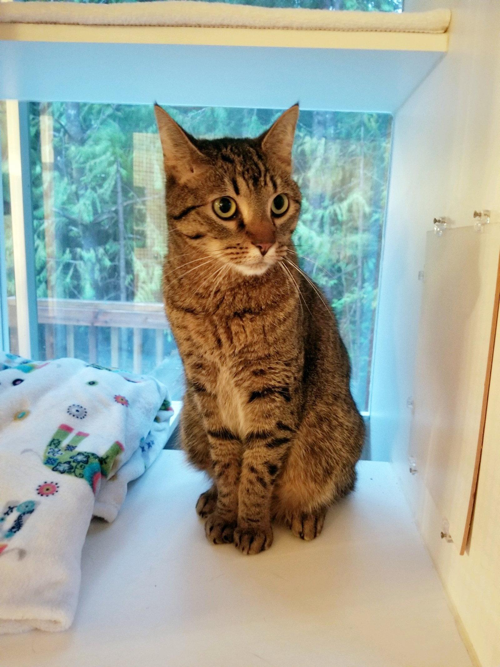 SIMMS #1919- Offered by Owner, Adoptable, Adult Male Tabby & Domestic Short Hair.