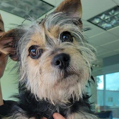 Enlarge Peaches, an adopted Yorkshire Terrier in Tylertown, MS image 1/1