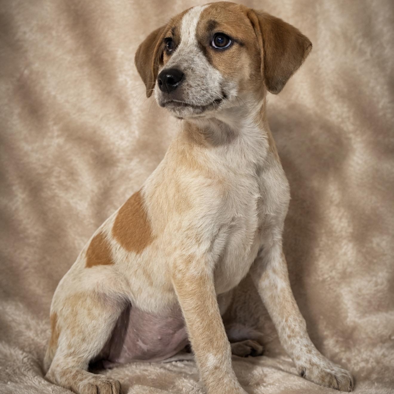 Enlarge Clarabelle, a ADOPTABLE mixed breed in Pelham, NH image 6/6