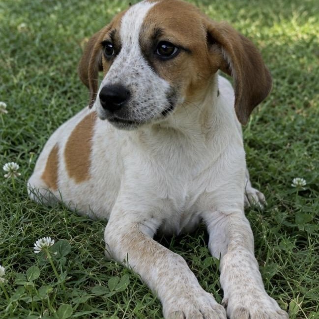 Enlarge Clarabelle, a ADOPTABLE mixed breed in Pelham, NH image 2/6