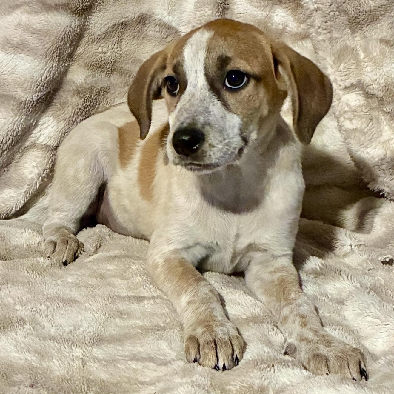 Enlarge Clarabelle, a ADOPTABLE mixed breed in Pelham, NH image 3/6