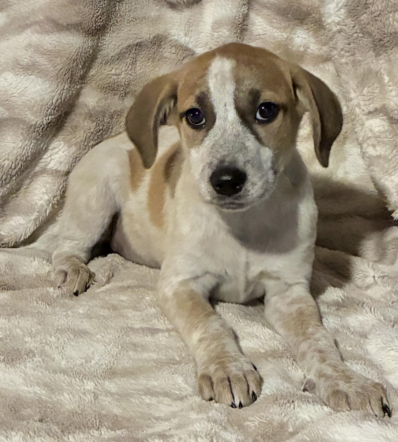 Enlarge Clarabelle, a ADOPTABLE mixed breed in Pelham, NH image 4/6