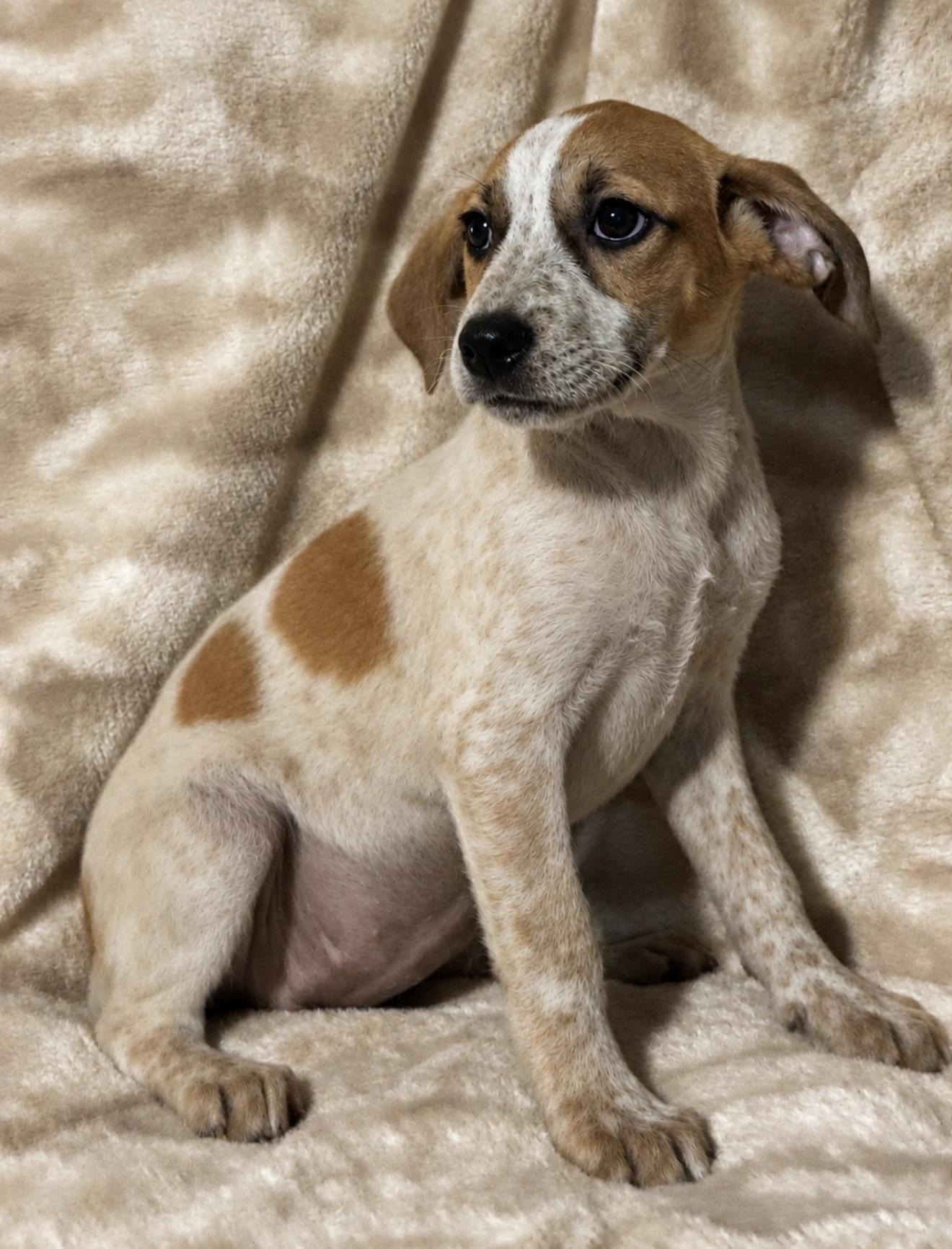 Enlarge Clarabelle, a ADOPTABLE mixed breed in Pelham, NH image 5/6