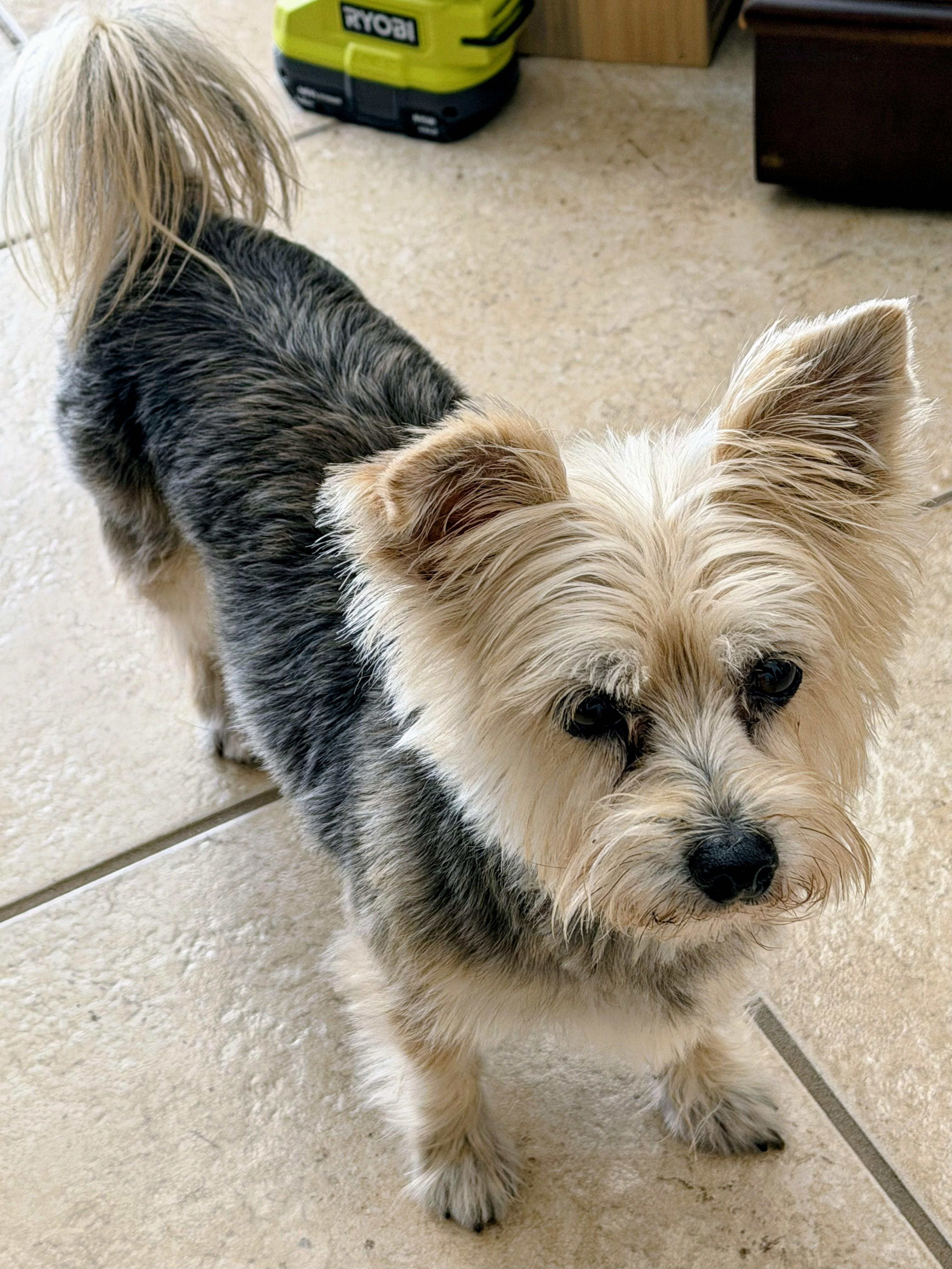 Enlarge Molly Ann, a Adoptable mixed breed in Joppa, AL image 3/3