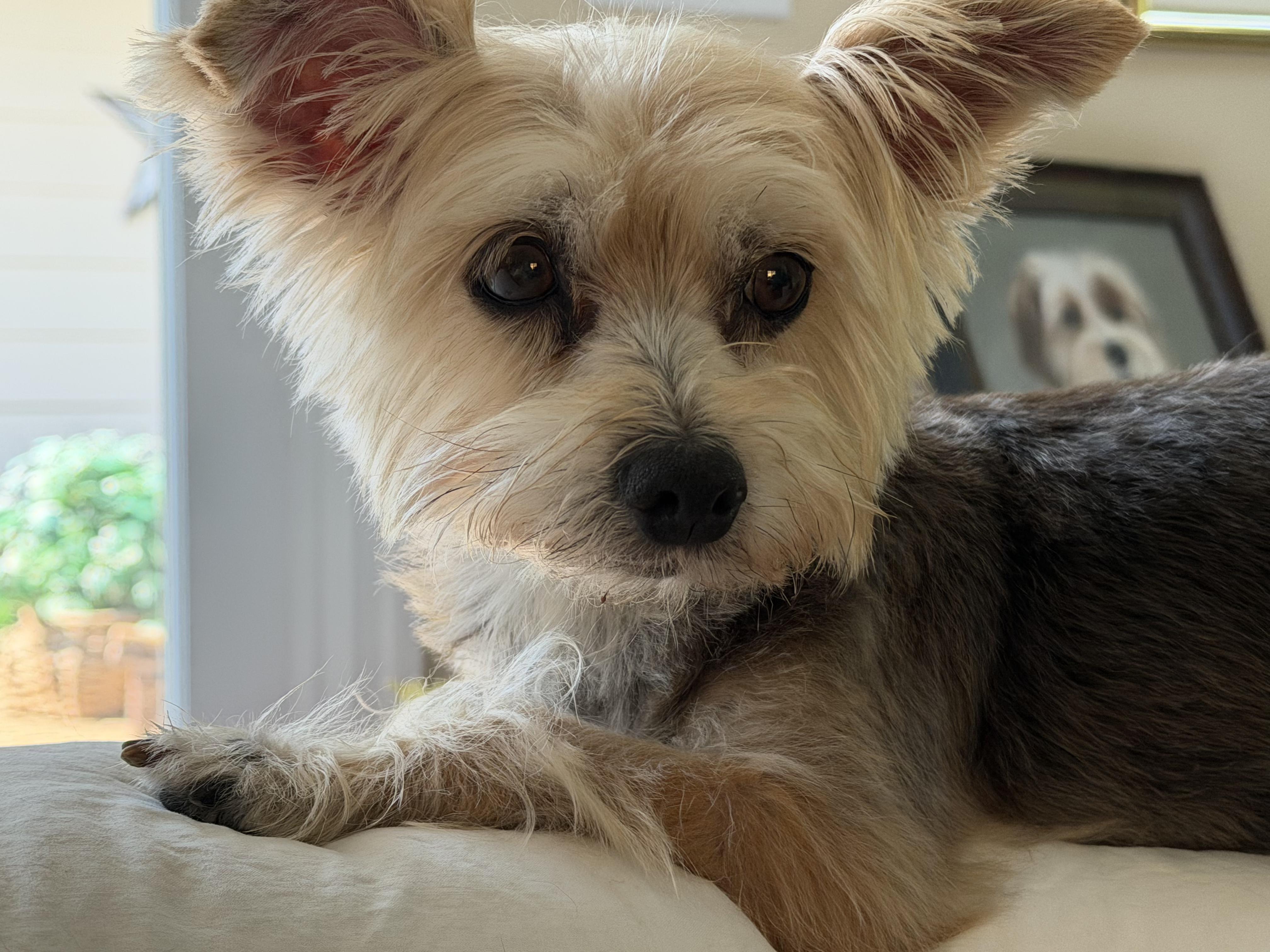 Molly Ann, Adoptable, Senior Female Yorkshire Terrier.