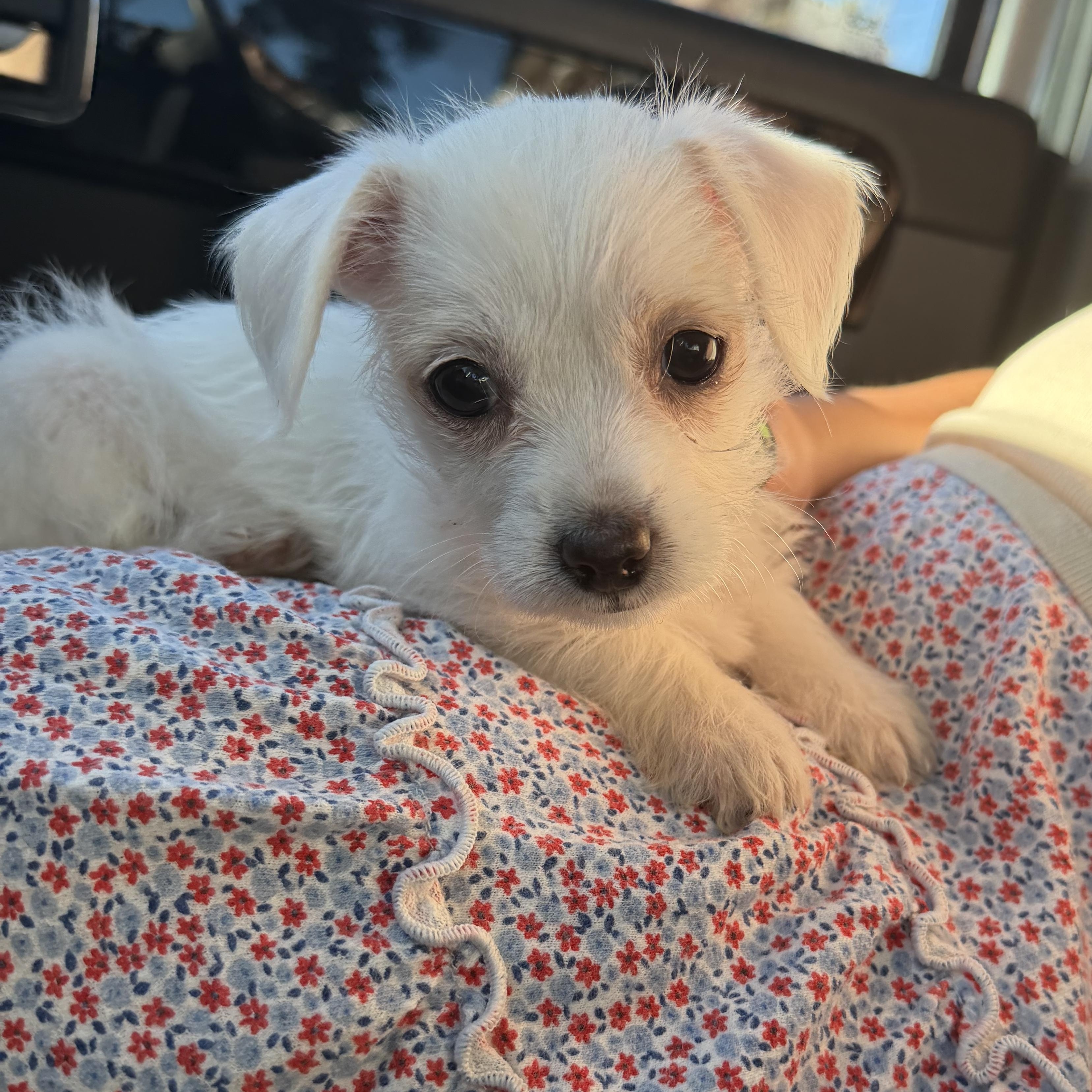 Molly, adopted, Puppy Female Silky Terrier & Chihuahua.
