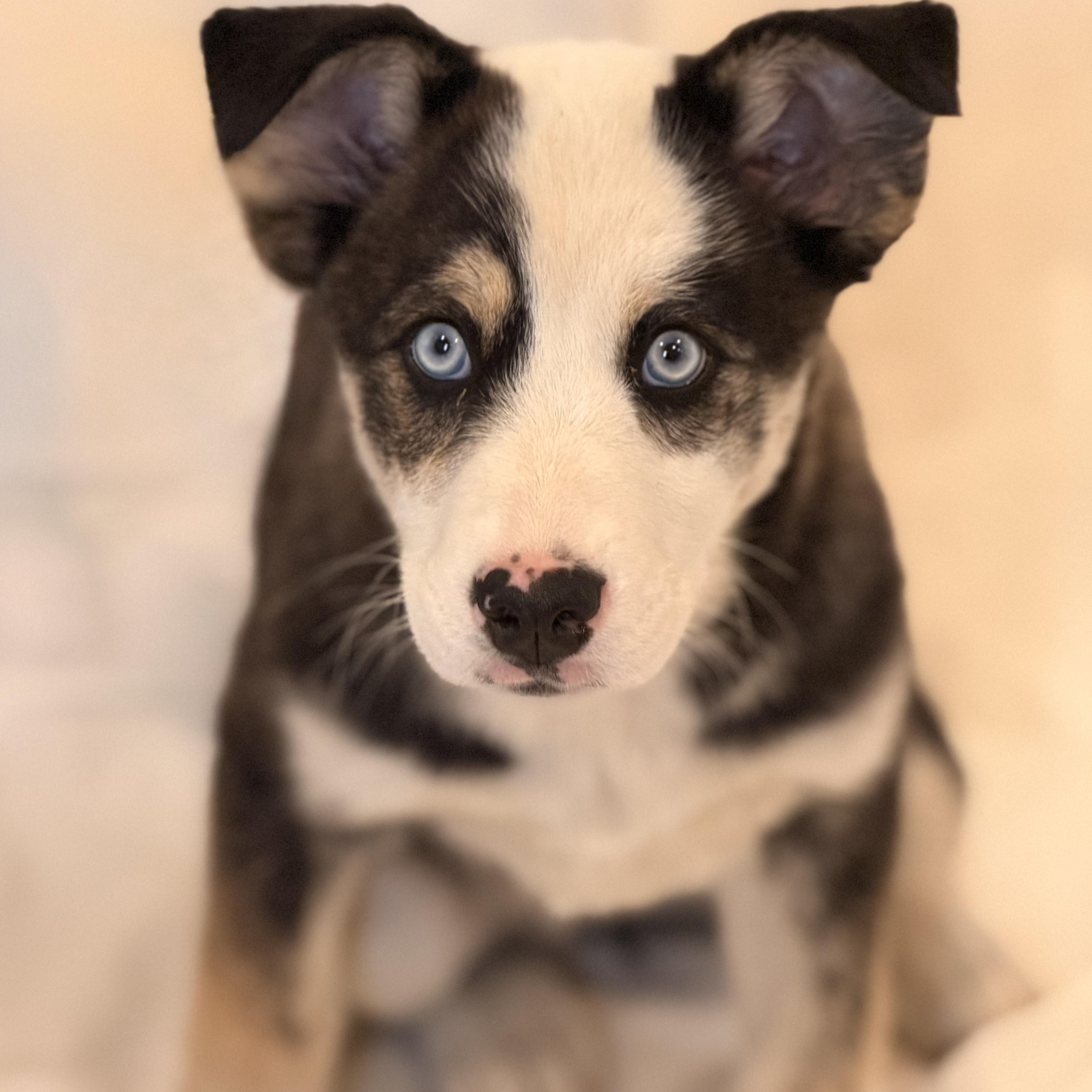 Enlarge Kimber, an adopted mixed breed in Sparta, NJ image 3/5