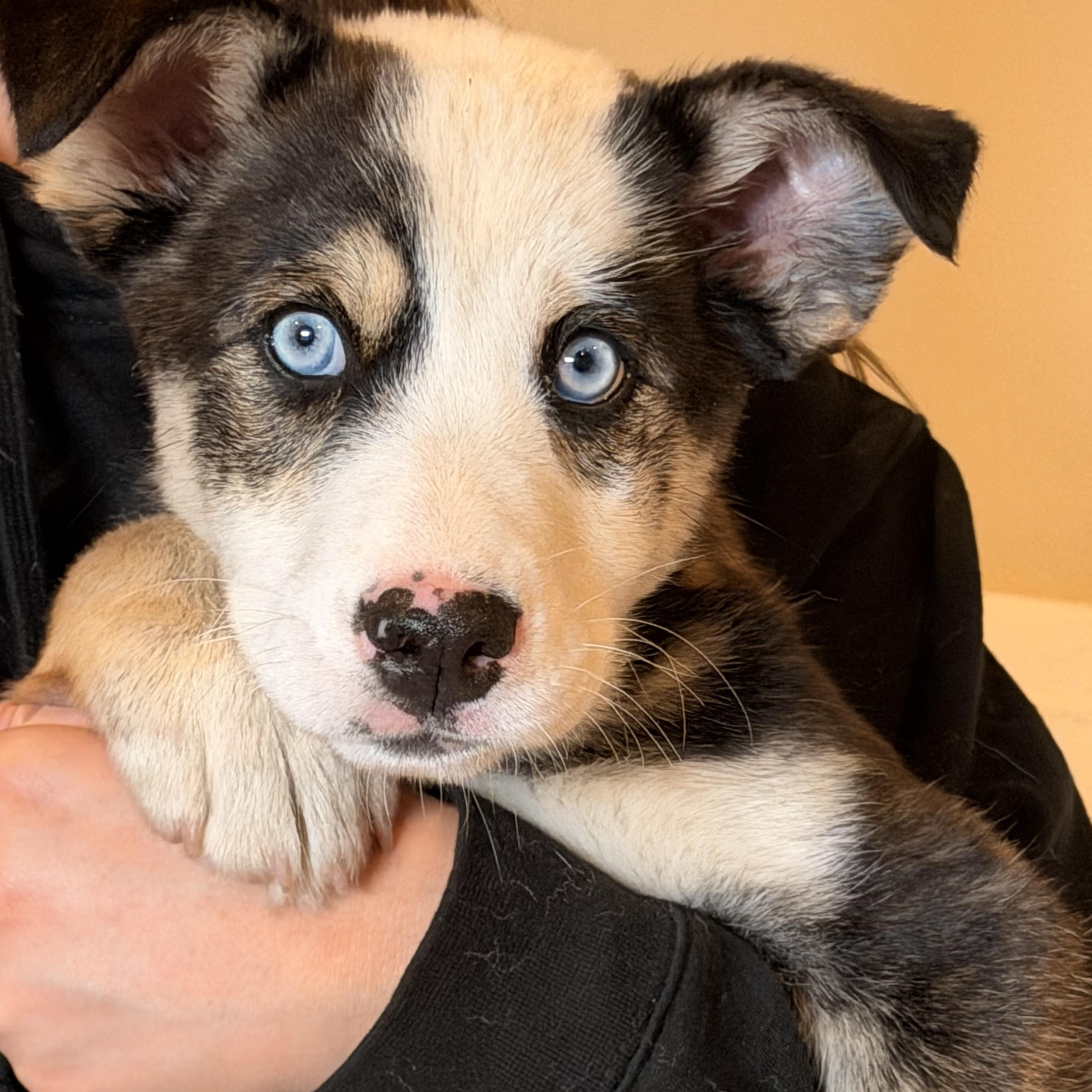 Enlarge Kimber, an adopted mixed breed in Sparta, NJ image 2/5