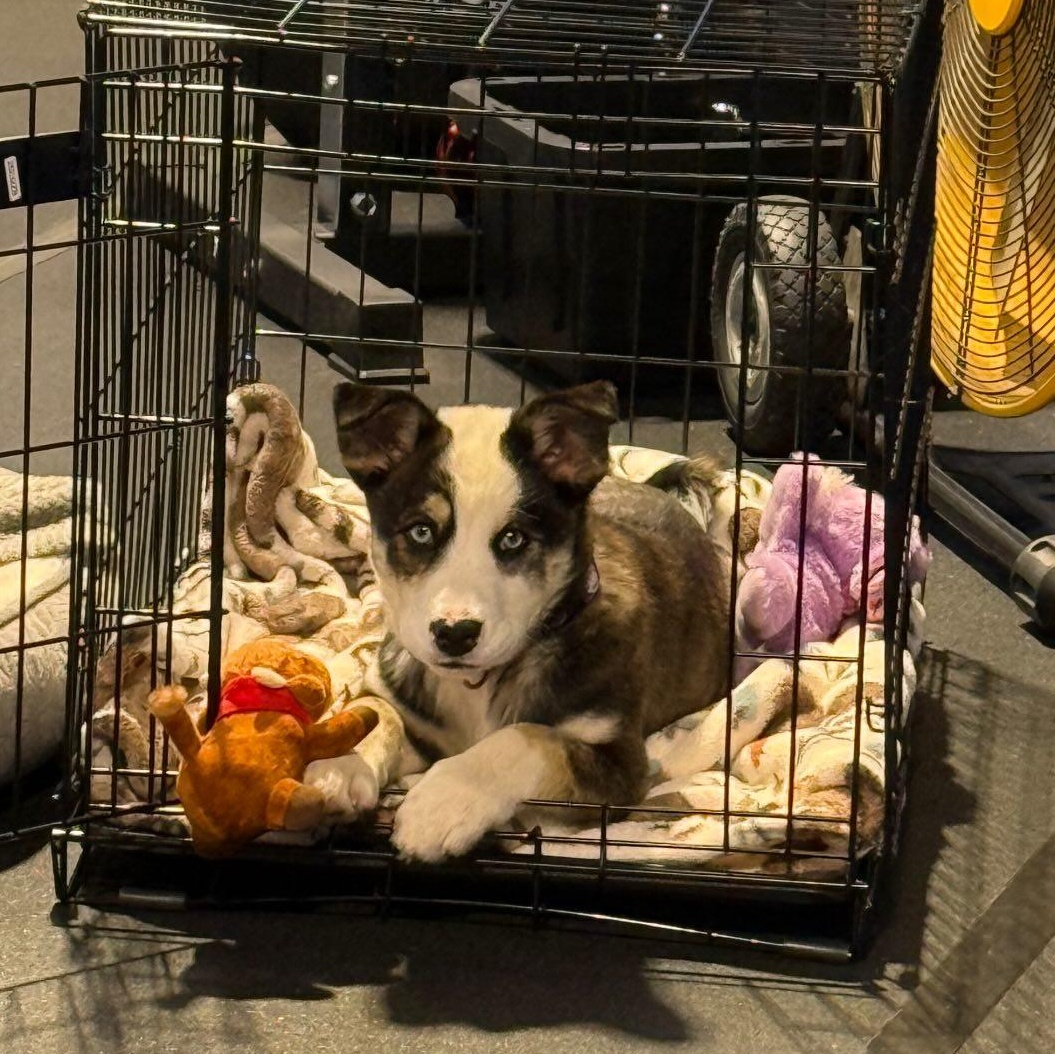 Enlarge Kimber, an adopted mixed breed in Sparta, NJ image 4/5