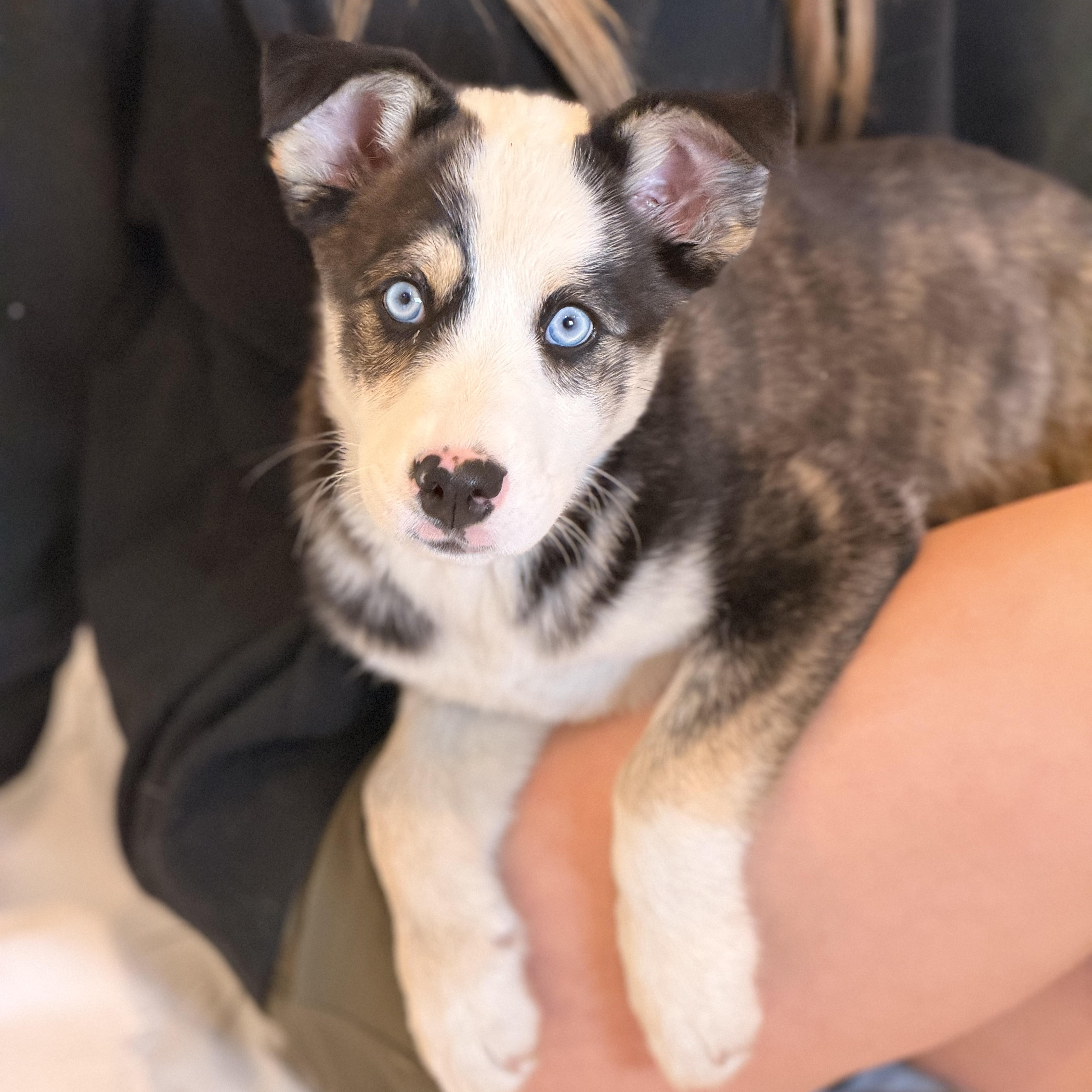 Kimber, adopted, Puppy Female Siberian Husky & Australian Shepherd.