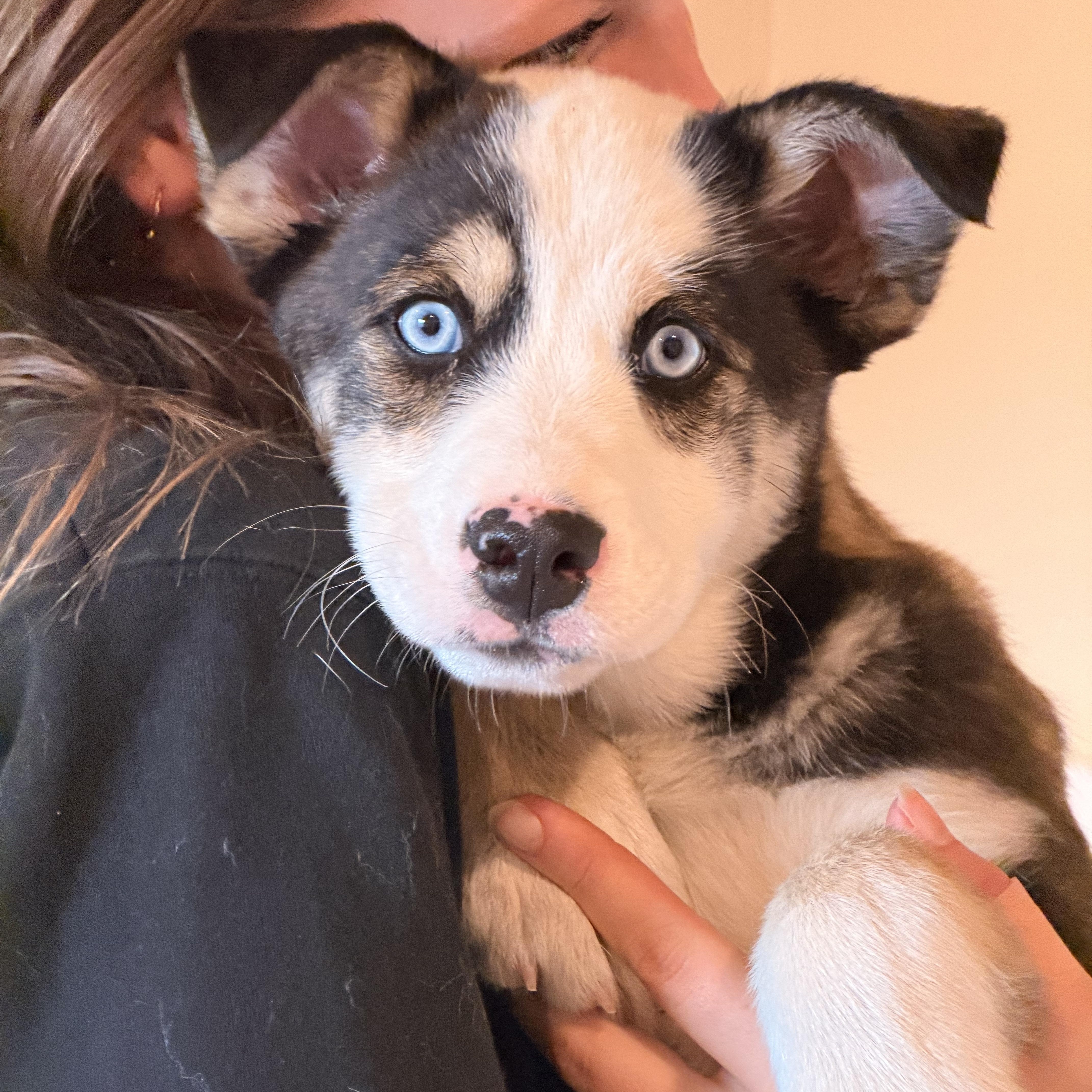 Enlarge Kimber, an adopted mixed breed in Sparta, NJ image 5/5