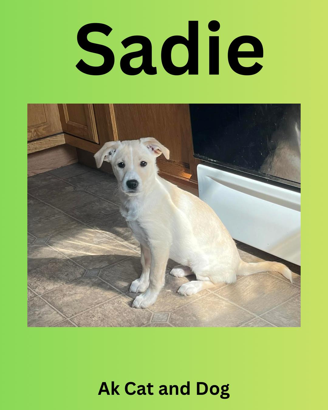 Enlarge Sadie (Thing 1), a Adopted mixed breed in Wasilla, AK image 1/1