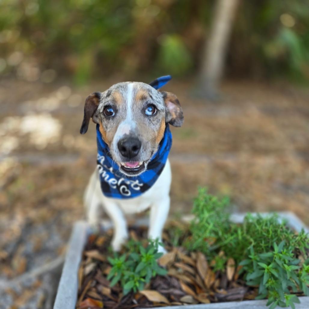 Jack — thumbnail 2