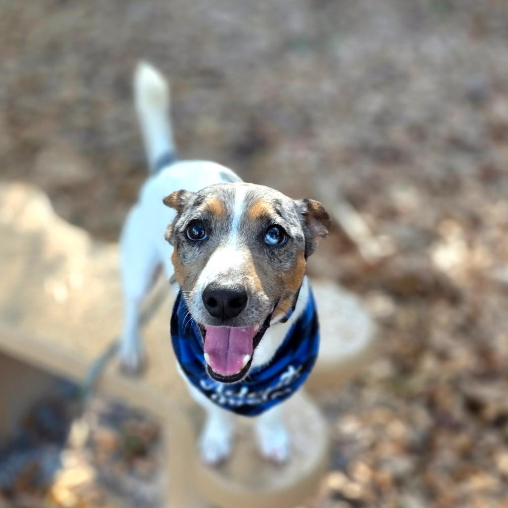 Jack — thumbnail 3